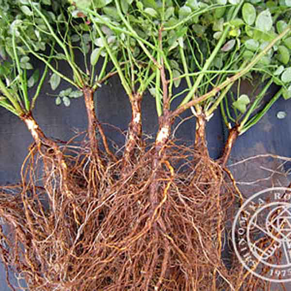 バラ台木専用出品 冬季限定 自家製の台木｜バラ苗の通販の篠宮バラ園