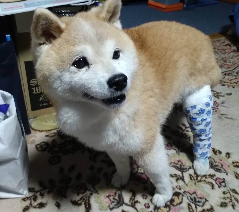 取材】「ええあんばい」で17歳に。オーナーも犬も頑張りすぎないのが