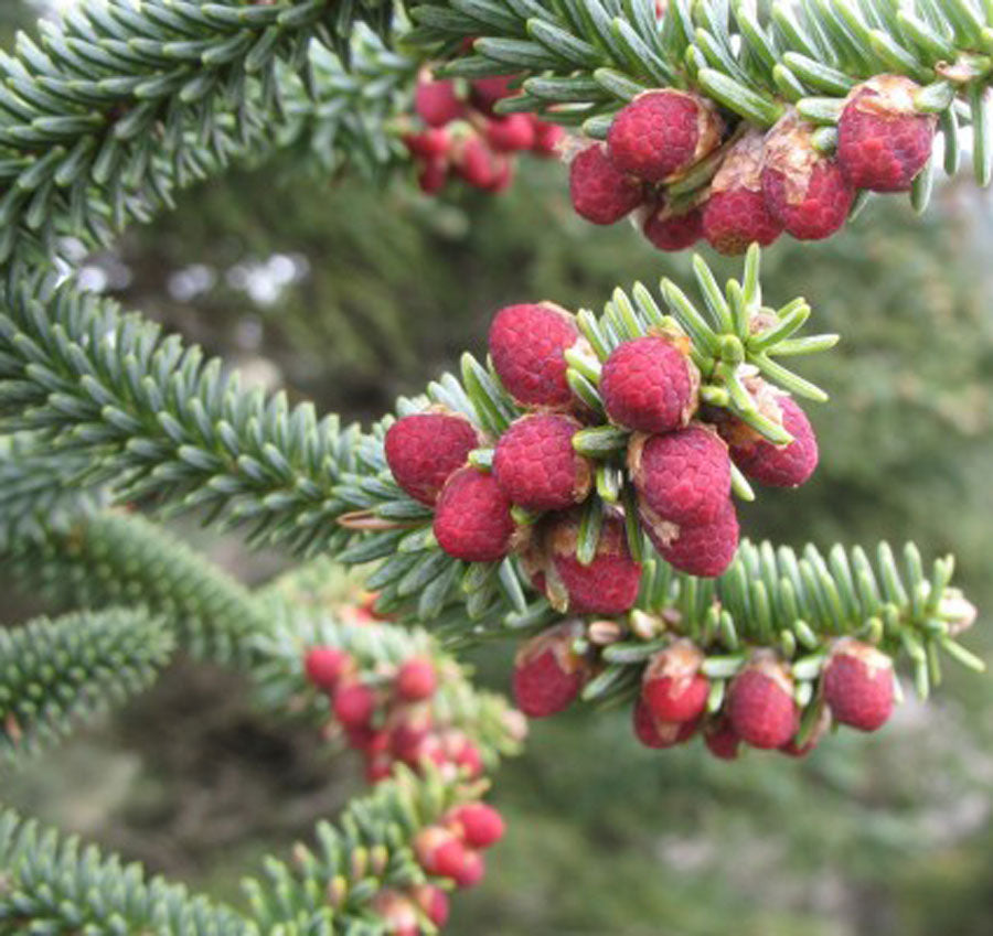 Abies pinsapo 'Fastigiata' – Singing Tree Gardens Nursery