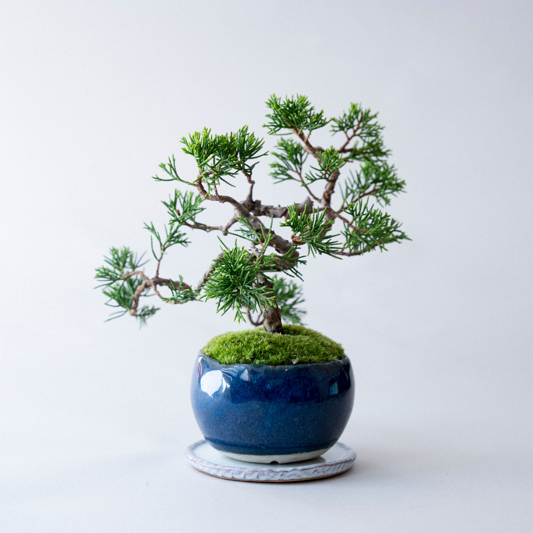 受注販売】四季と盆栽 《秋》 ｜ シンパク