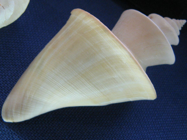 身近な貝殻図鑑：チマキボラ