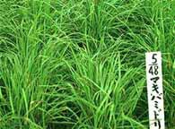 一般社団法人日本草地畜産種子協会