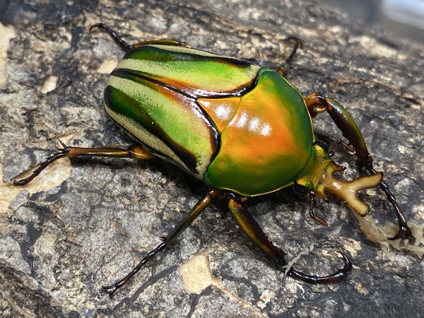 動物一覧｜【フィールドガーデン】小動物・昆虫を飼うなら東京町田の