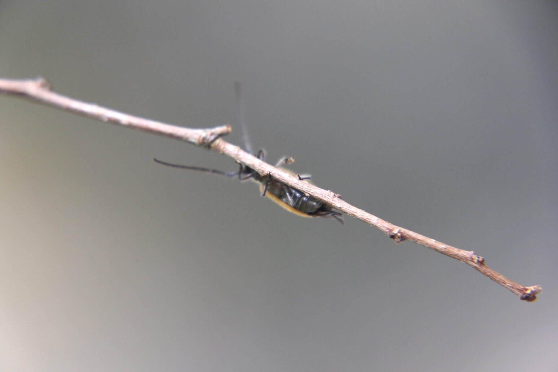 タイ産 大型フトカミキリ 現在入荷皆無 69mm タイ産 大型フトカミキリ