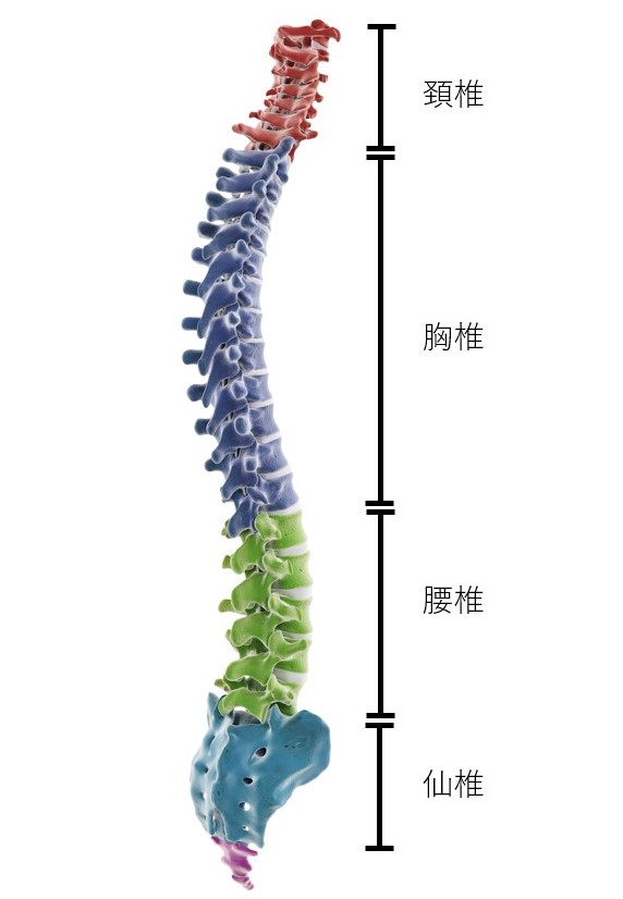 宇宙での背中の痛みと脊椎のはなし - Space Medical Accelerator