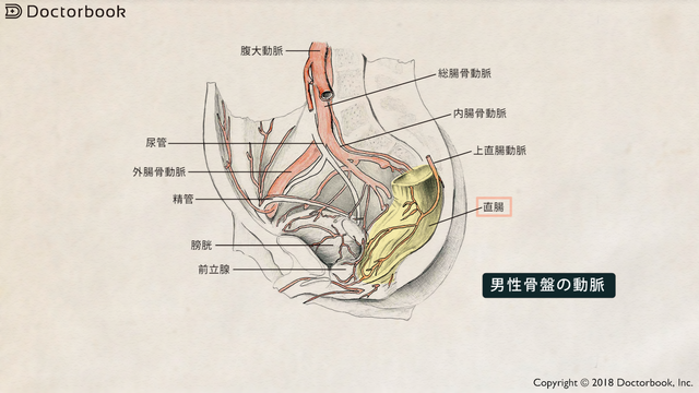 医師出演】腹腔鏡手術の欠点を解決する、新たな直腸がん手術 | Doctorbook