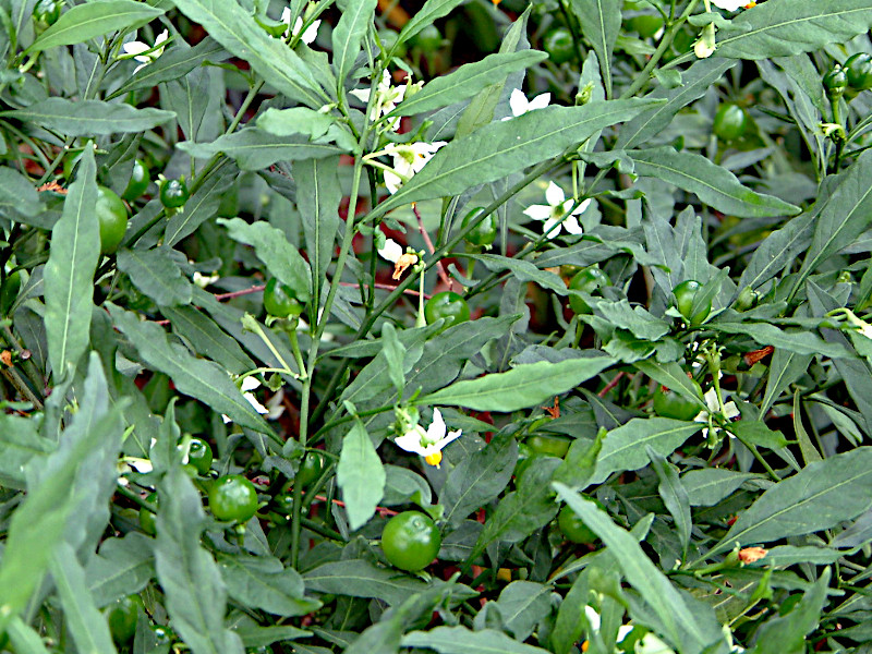 タマサンゴ | Solanum pseudocapsicum | かぎけん花図鑑