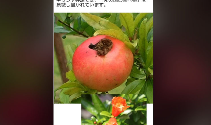 fruit-zakuro_large-740x440.jpg