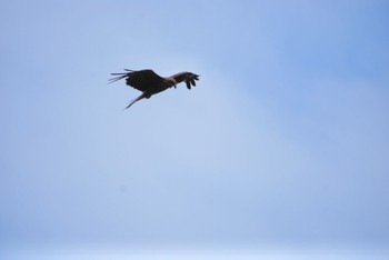 AF-S DX NIKKOR 55-300mm f/4.5-5.6G ED VRで撮影された野鳥写真(Page1