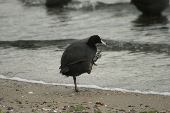 Canon EOS Kiss Digital Xで撮影された野鳥写真(Page1) | ZooPicker