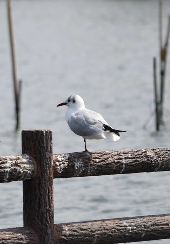 AF-S DX NIKKOR 55-300mm f/4.5-5.6G ED VRで撮影された野鳥写真(Page1
