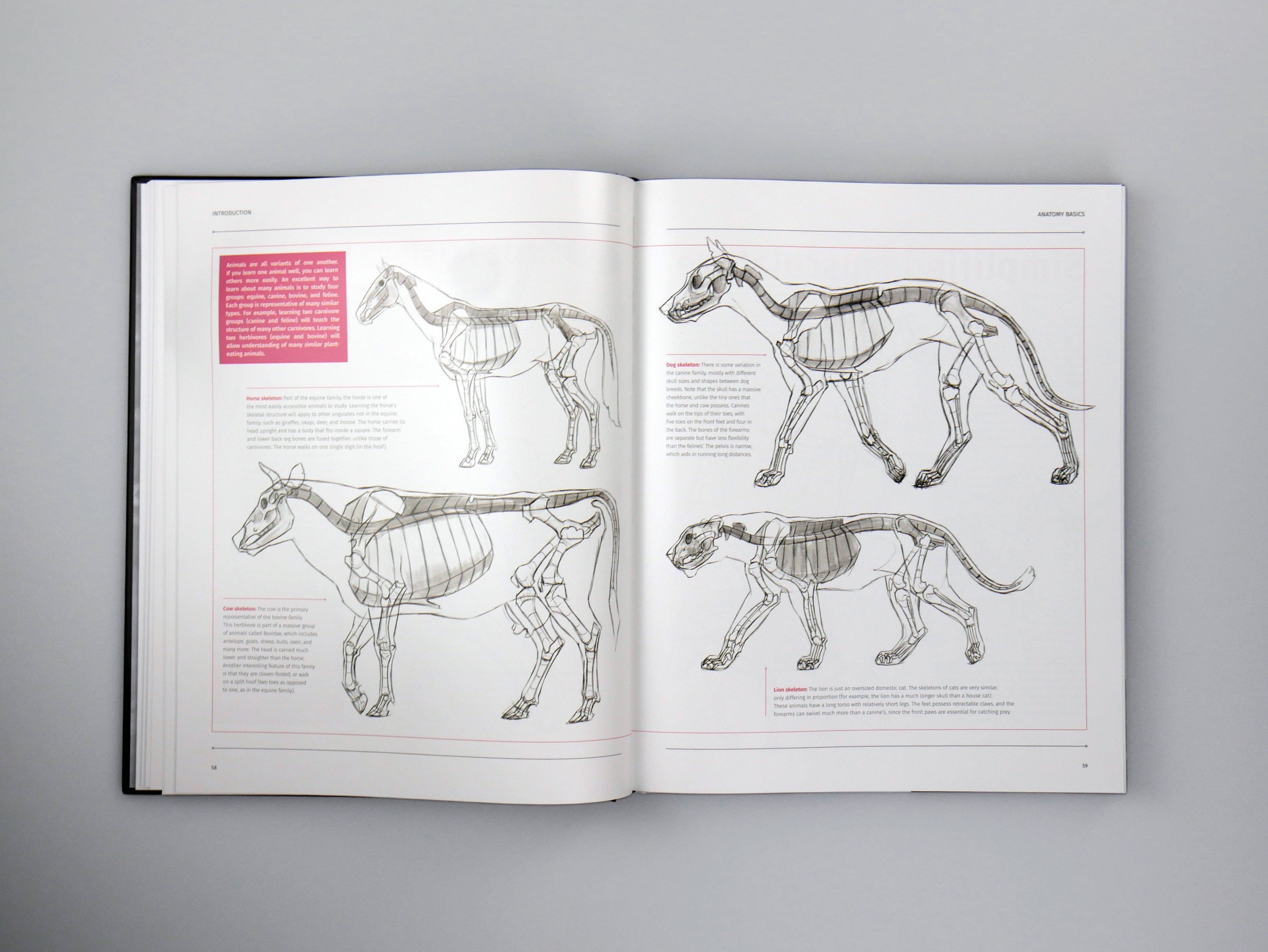 Animal Anatomy for Artists: A visual guide to the animal form