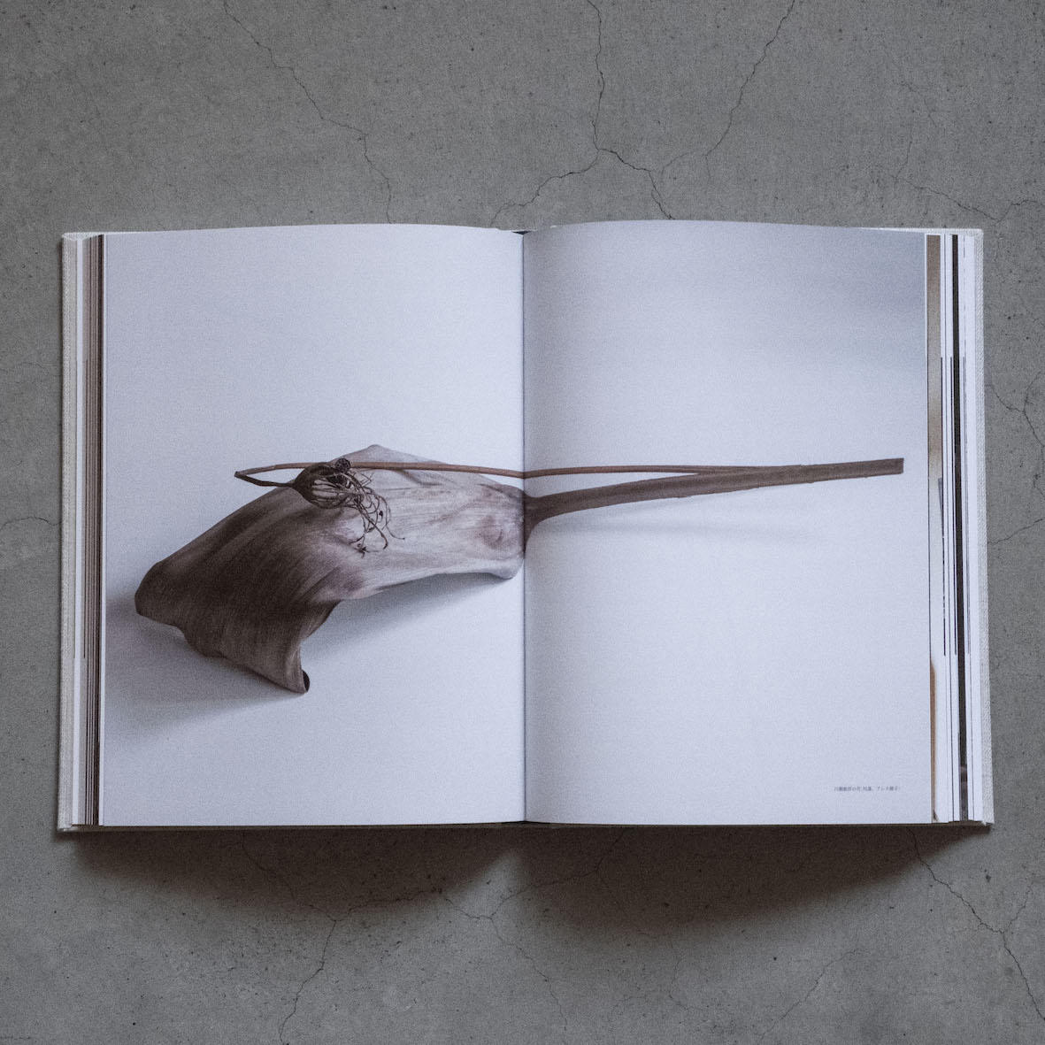 工芸青花 19号 工芸青花 -の商品詳細 | 蔦屋書店オンラインストア