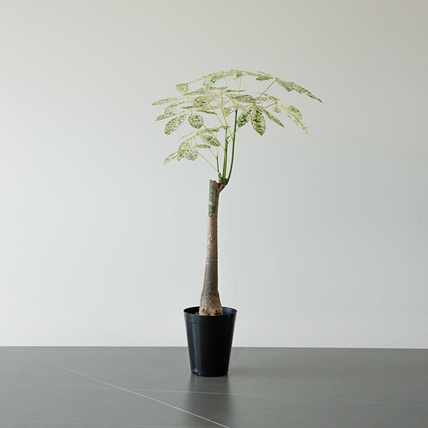 PW公式オンラインストア / 【通常商品】パキラ ミルキーウェイ