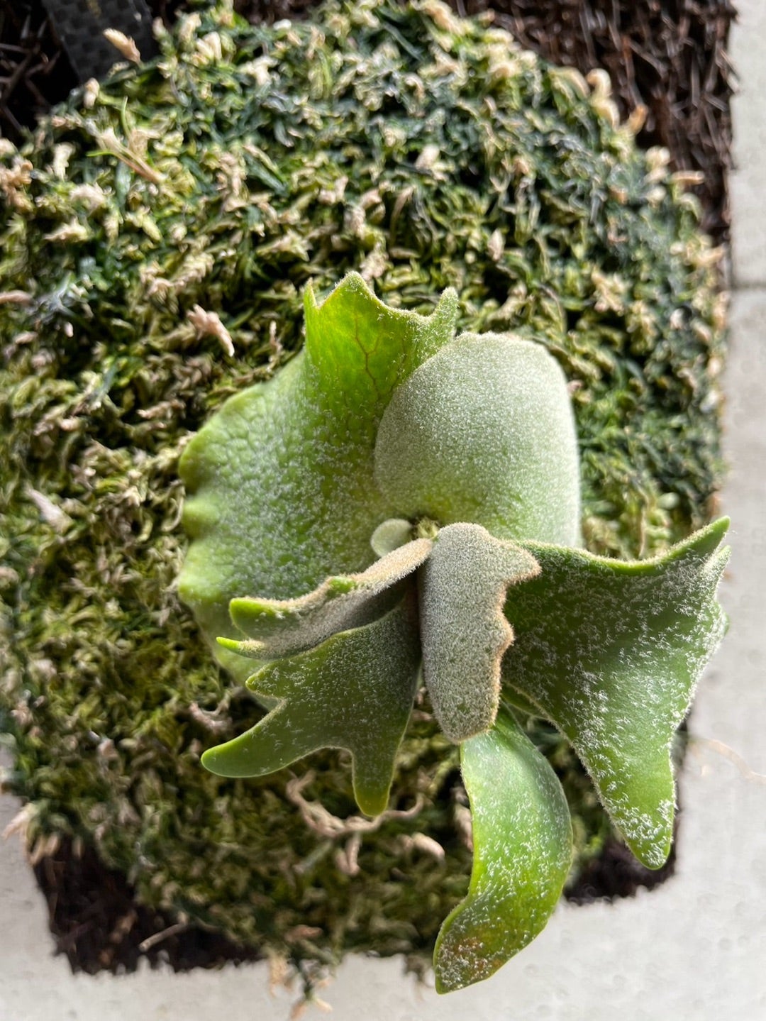 ビカクシダバクテリア（P. willinckii 'Bacteria' sporeling