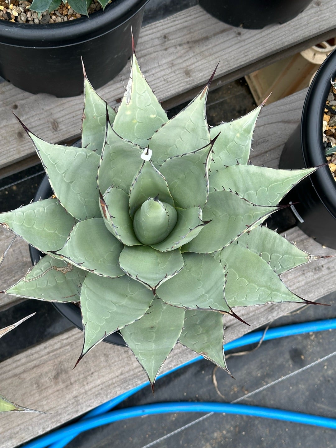 我が家のパリー ネオメキシカーナ あと、子株ちょっと植え替えたり