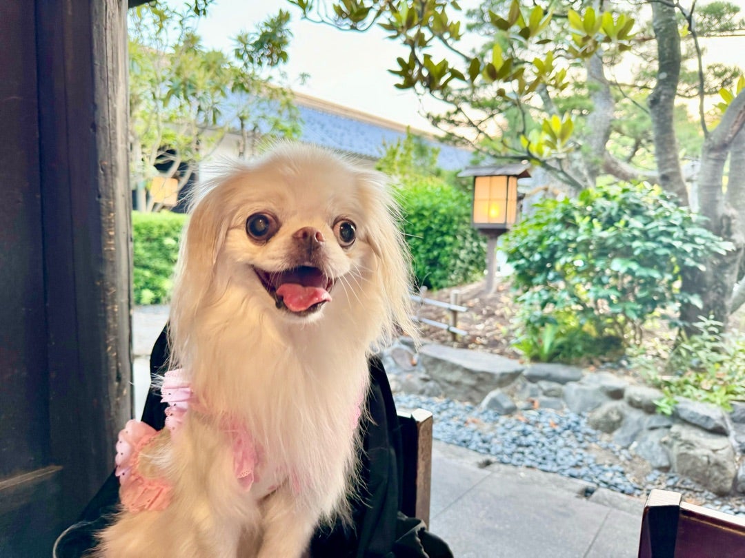 香川】うどん本陣 山田家【テラス犬OK】 | ハニハニハピネス