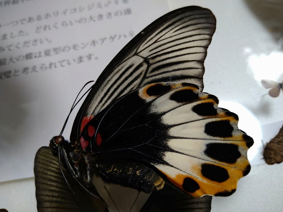 ゴライアストリバネアゲハ標本GET！ | 息子(6歳)の昆虫、植物観察記録。