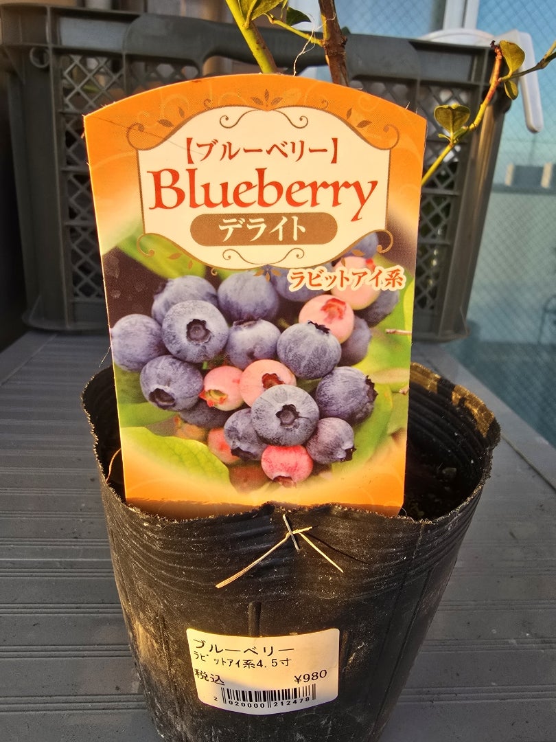 ご注文品 デライト＆コロンブス ブルーベリー準大苗セット