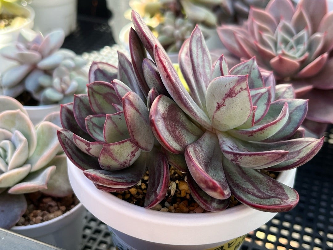 多肉植物 エケベリア おらいさん苗 ミックスベリア 美紫妃 ② 美紫妃