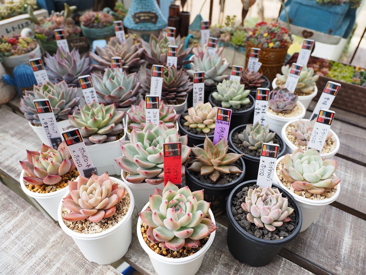 SIMIJIMIさんデビュー1周年と解凍と発芽 | ブログ版Olive&SucculentGarden