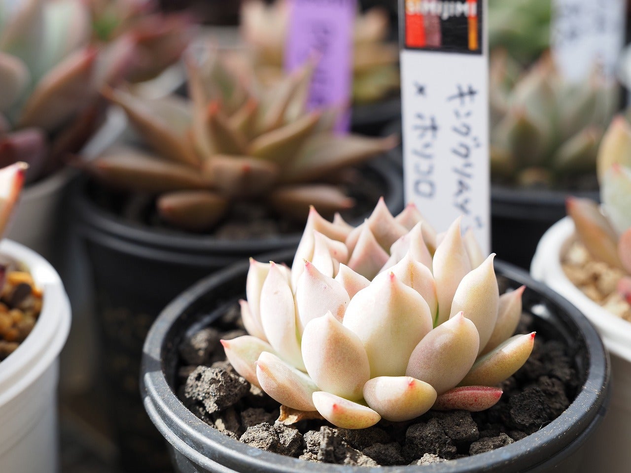 SIMIJIMIさんデビュー1周年と解凍と発芽 | ブログ版Olive&SucculentGarden