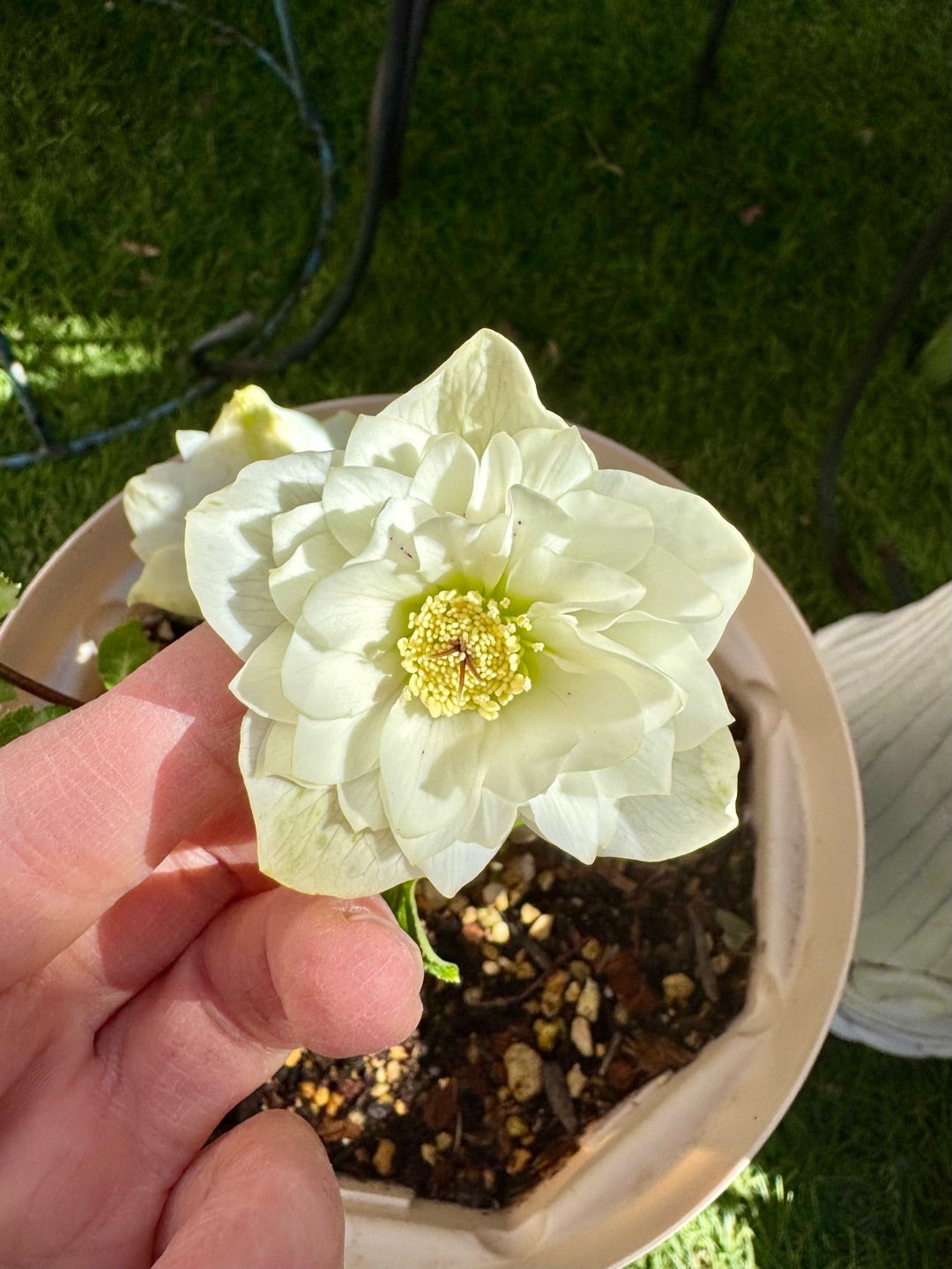 加藤農園さん購入クリロー5つご紹介♪＊アンティークモーリー＊新着