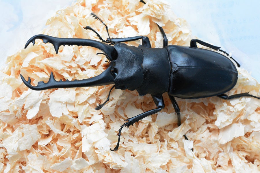 ニシカワイ vs ニルギリエンシス (ギラファノコギリ) | クワレガのブログ