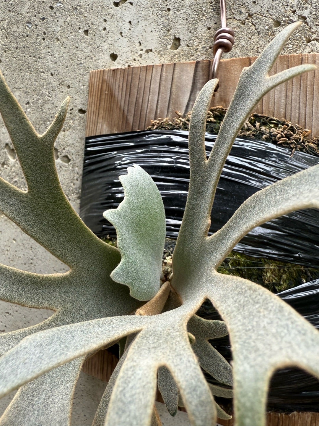 その後のビカクシダ ジェニー（P. willinckii Jenny TC) ①