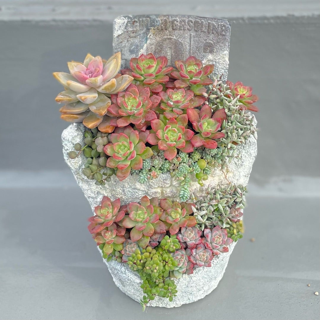 紅葉したマッコスです♪ | にゃんこと029とDIY