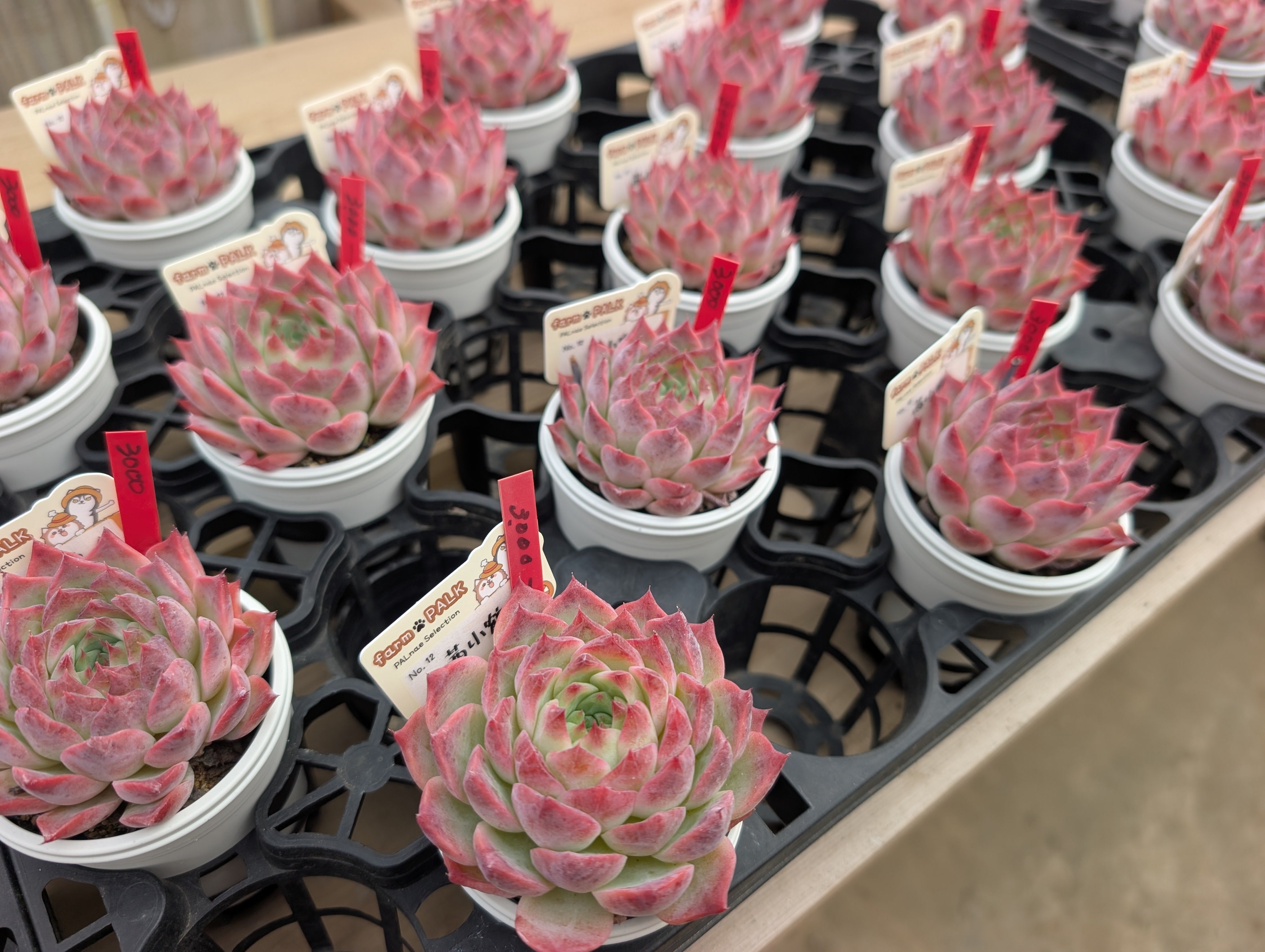 PALKさんのパルセレ新作販売会へ！ | ブログ版Olive&SucculentGarden