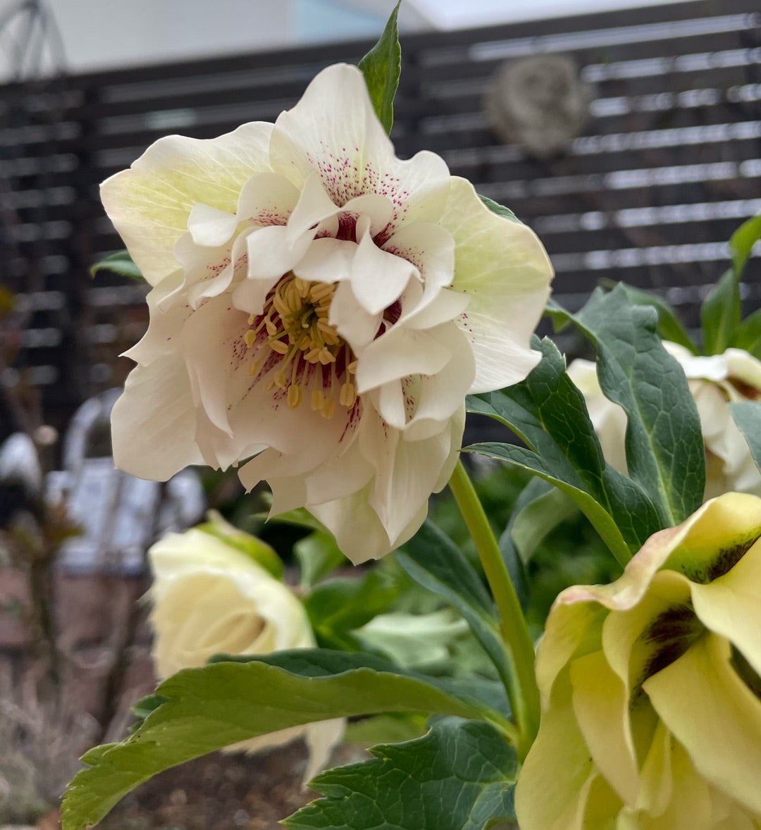 ブロ友さん交配のクリスマスローズ＆咲いてきたヒヤシンス