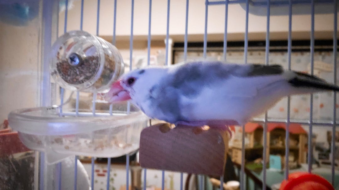 なち】フォージングスピン＋広浅バード食器mini おまとめ DearBird