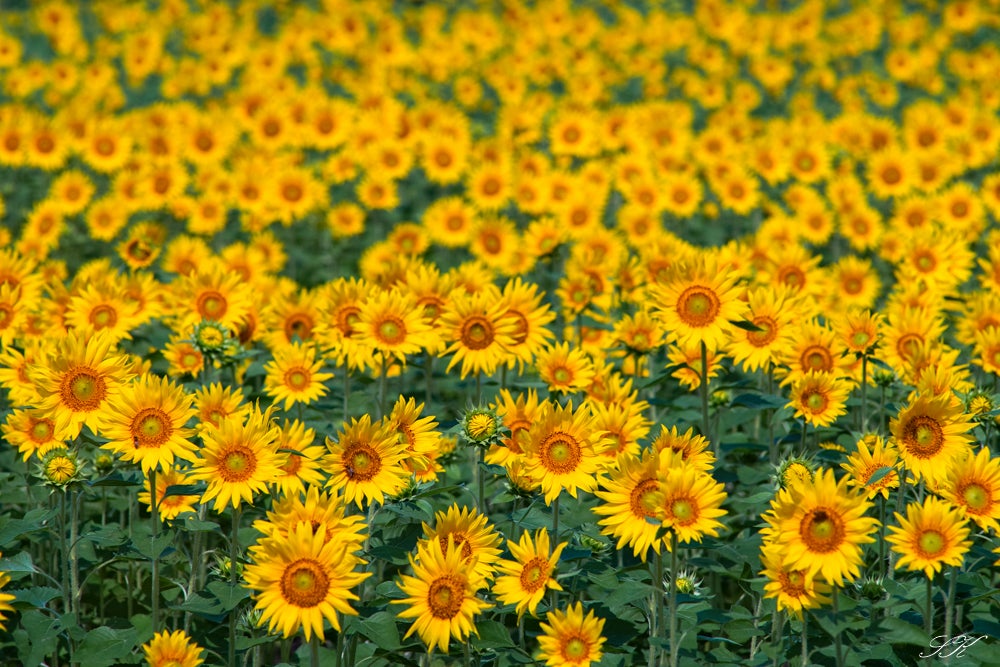 CONTAX TELE-TESSAR 200mm f3.5 AEG | SKの寫眞機道楽