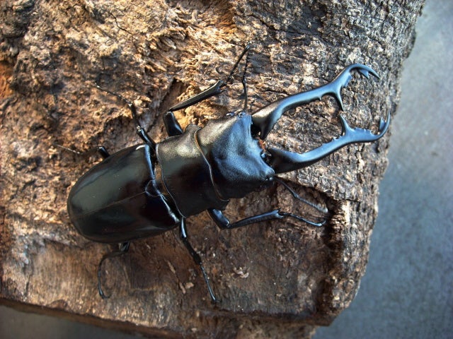 南インドギラファ（ニルギリエンシス） | クワレガのブログ