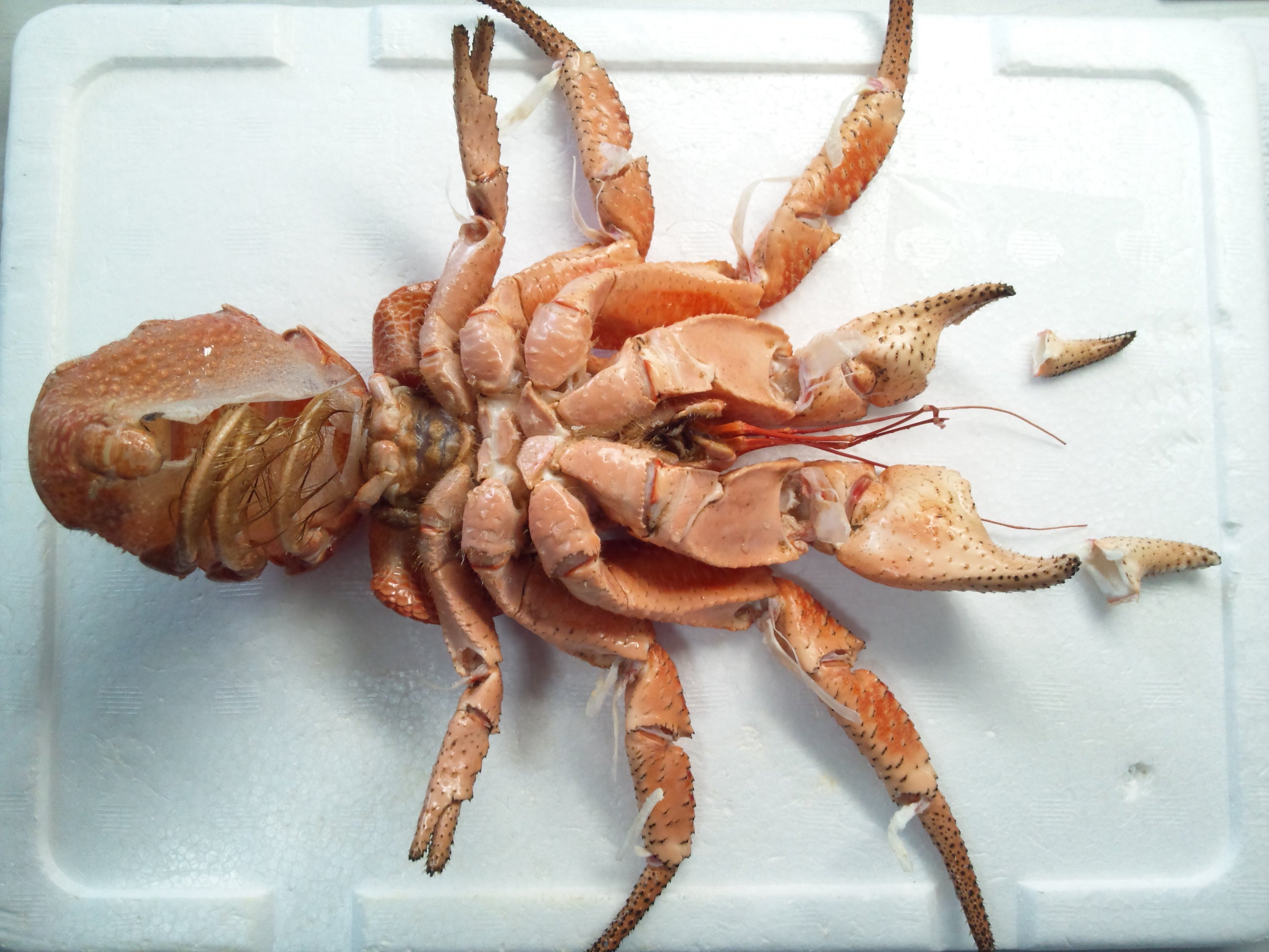 ヤシガニ剥製② | 魚道部！のブログ ～とある剥製師のひとり言～