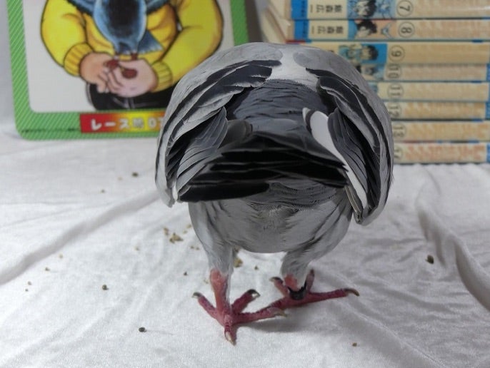 レース鳩0777 | 魔界ノ風鷹