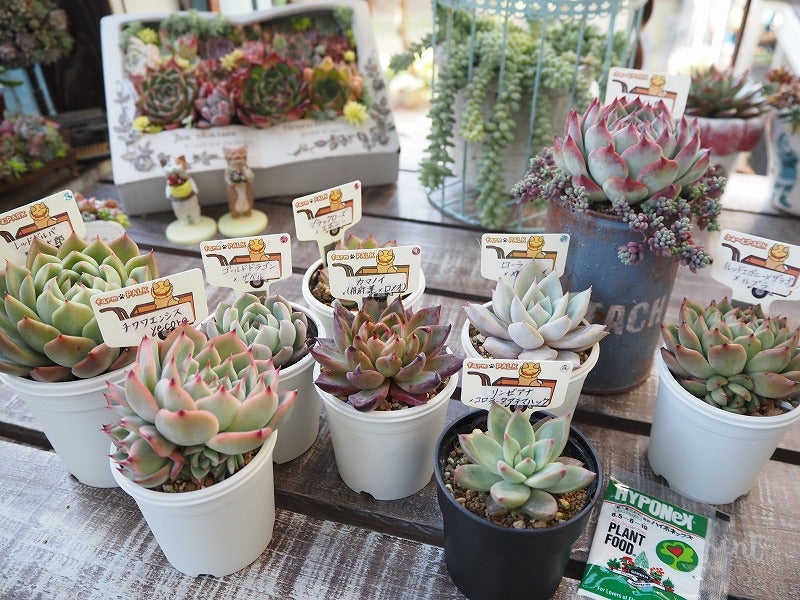 エケベリア3苗セット farmPALK オーズプランツ ポットごと発送 3号鉢