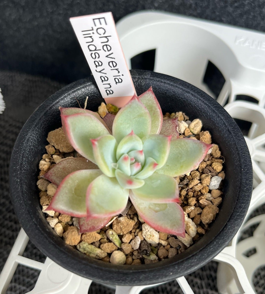 二瓶さんのリンゼアナ カシミヤヒントニー | 無職インセクトの多肉