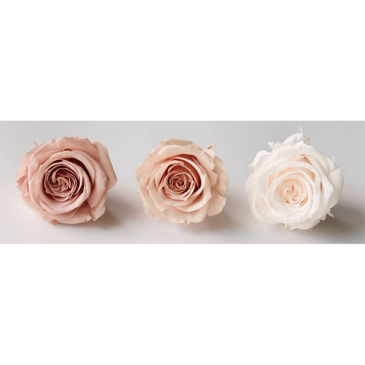 即日☆【プリザーブド】大地農園/ローズ・サラ・カラーアソート 9輪