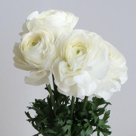 ラナンキュラス 同梱3種 25センチ位各20本[バラ 切り花 生花]1