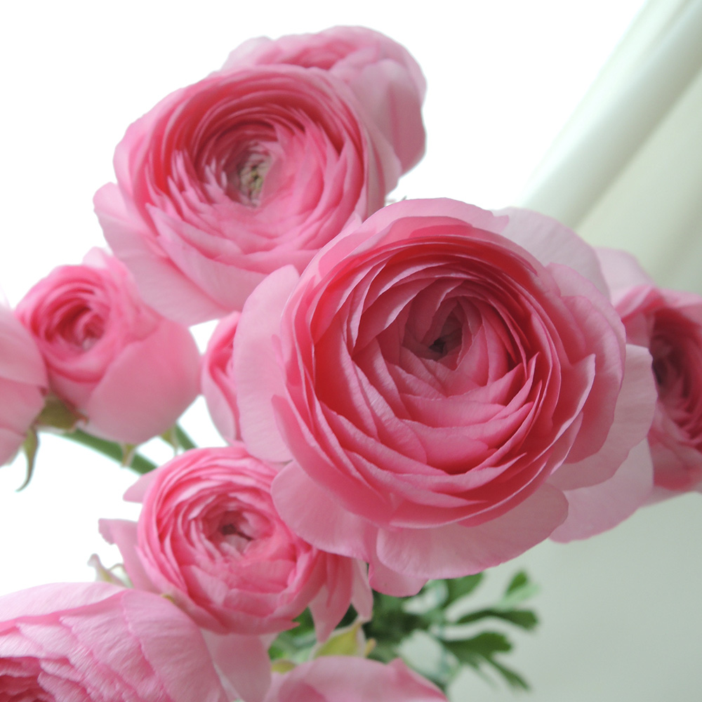 生花】ラナンキュラス(淡ピンク) - 花材通販はなどんやアソシエ