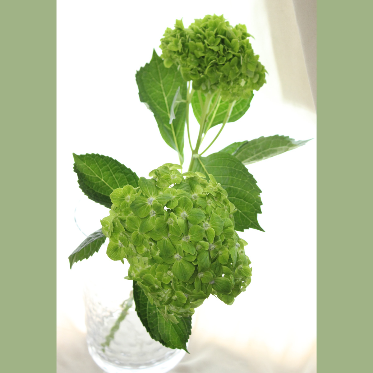 生花】フレッシュアジサイ プレミアムエメラルド(グリーン) - 花材通販