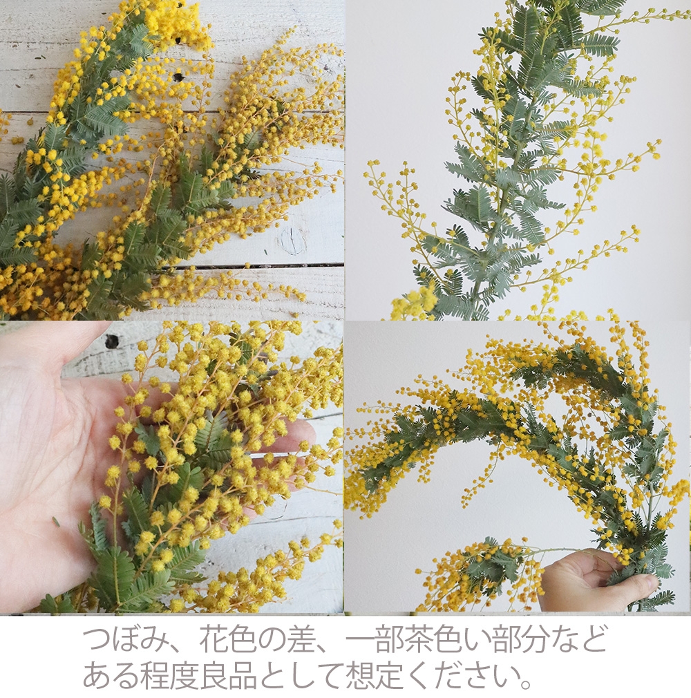 直前!】国産ミモザアカシア(40-50cm)【OR-63】【生花】 - 花材通販は