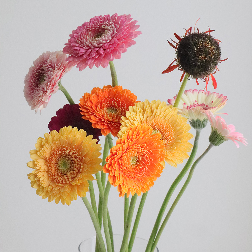 生花】【さぎやま】ガーベラ バラエティMix(ジェルミニふつうサイズ