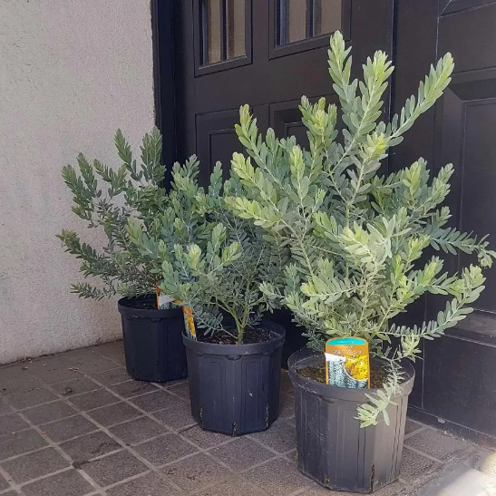 送料無料】【生花/即納】アカシア ブルーブッシュ 7寸鉢 ※北海道・九州