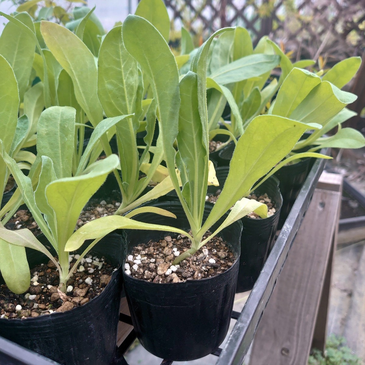 送料無料】【生花/直送】ハーブ苗 カレンデュラ ※ お届け日指定不可