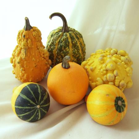 生花/即納】《ハロウィンカボチャ》フルーツMIX(おもちゃかぼちゃ)30個