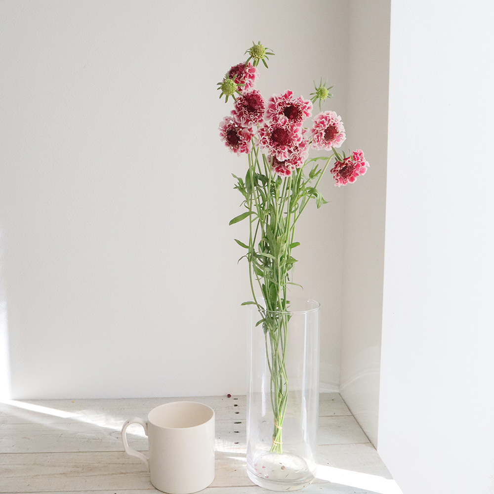 生花】NODAフラワーのスカビオサ:クイーン(ピンク×白)40cm程度【早締切