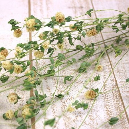 ドライ】J・flow/ 夢ホタル束3〜5本【L1-10】 - 花材通販はなどんや